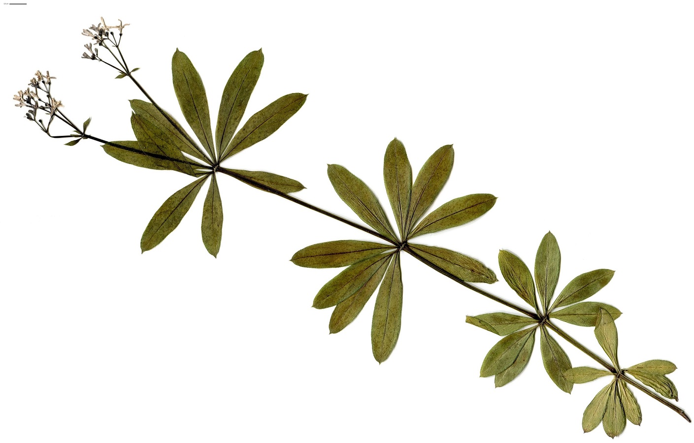 Galium odoratum (Rubiaceae)